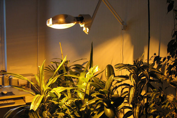 Pohľad na rastlinu a prirodzené svetlo v pracovnom kúte